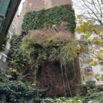 Taille de végétaux grimpants en façade - Paris 05 (photo J. Meunier)