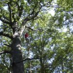Grimpe d'arbres, accrobranche - forêts d'Île-de-France - Lianes