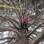 Grimpe d'arbres, accrobranche - forêts d'Île-de-France