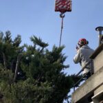 Nous sauvons beaucoup d'arbres, mais là l'abattage de deux thuyas, plantés sur un toit-terrasse à 30 m. de haut, en plein Paris, était malheureusement nécessaire pour prévenir des risques de chute due aux vents violents - Abattage à la grue