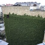 Taille de lierre, vigne vierge, glycine en façade d'immeuble par cordistes - Paris