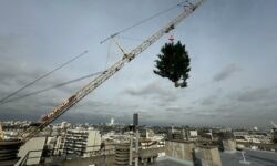 Nous sauvons beaucoup d'arbres, mais là l'abattage de deux thuyas, plantés sur un toit-terrasse à 30 m. de haut, en plein Paris, était malheureusement nécessaire pour prévenir des risques de chute due aux vents violents - Abattage à la grue