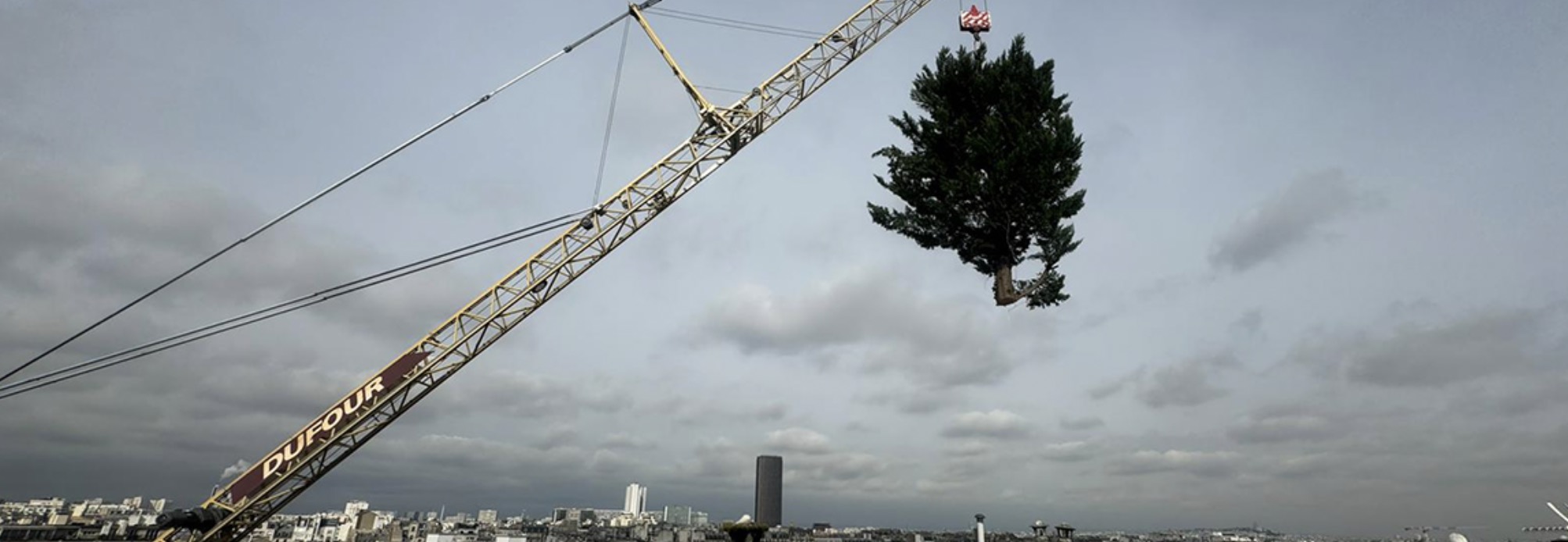 Nous sauvons beaucoup d'arbres, mais là l'abattage de deux thuyas, plantés sur un toit-terrasse à 30 m. de haut, en plein Paris, était malheureusement nécessaire pour prévenir des risques de chute du aux vents violents - Abattage à la grue