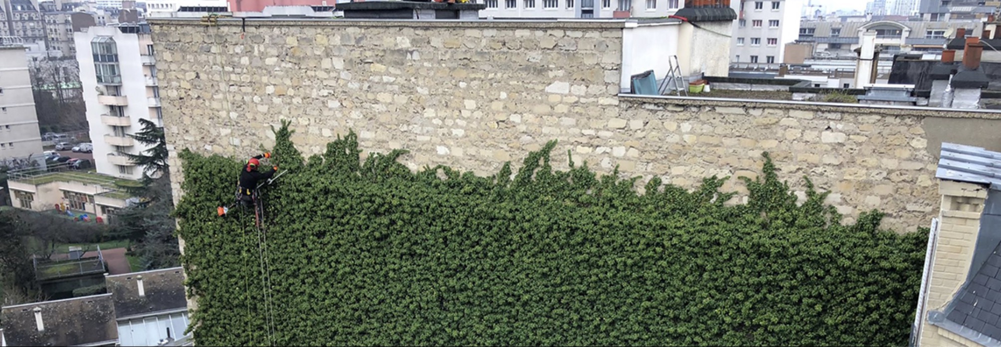 Taille de lierre en façade d'immeuble par cordistes - Paris