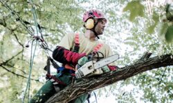 IDF élagage taille abattage arbres Yvelines et Hauts de Seine