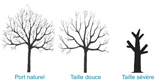 Élagage : taille sévère vs taille douce ou raisonnée